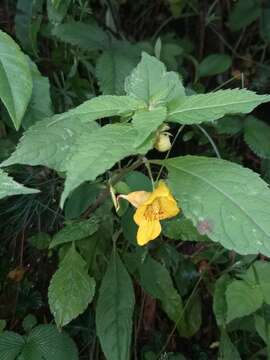 Image of Impatiens cristata Wall.