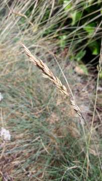 Plancia ëd Festuca guestfalica Boenn. ex Rchb.