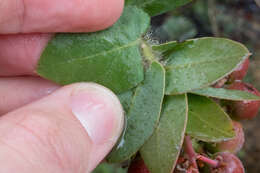 Image de Arctostaphylos refugioensis Gankin