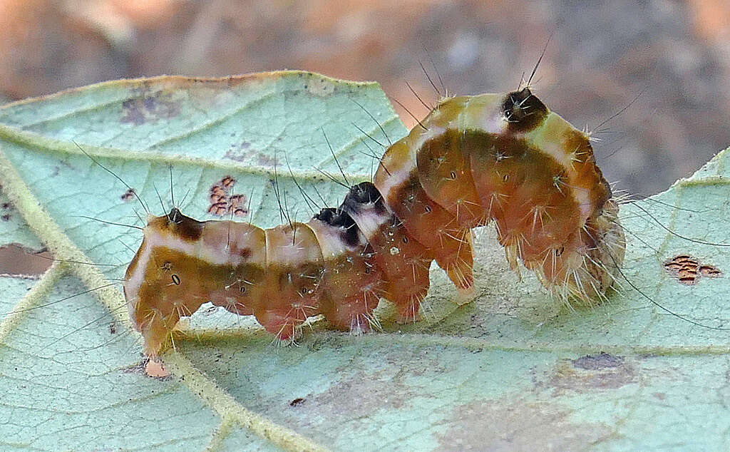 Image of Witch Hazel Dagger