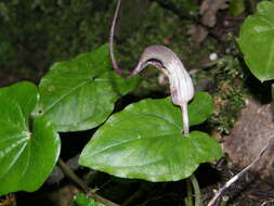 Image of Arisarum proboscideum (L.) Savi