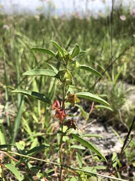 Image of hispid false mallow