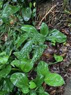 Imagem de Begonia maculata Raddi