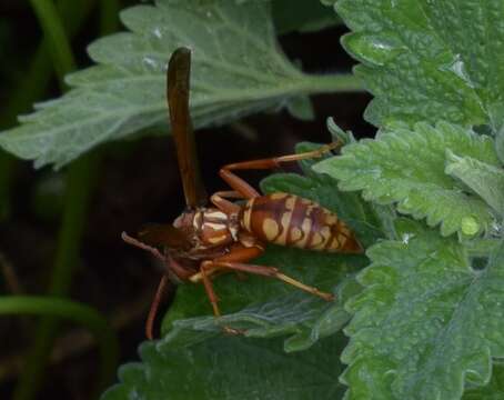 Image de Polistes apachus de Saussure 1857