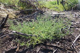 Image of Nidorella pinnatifida (Thunb.) J. C. Manning & Goldblatt