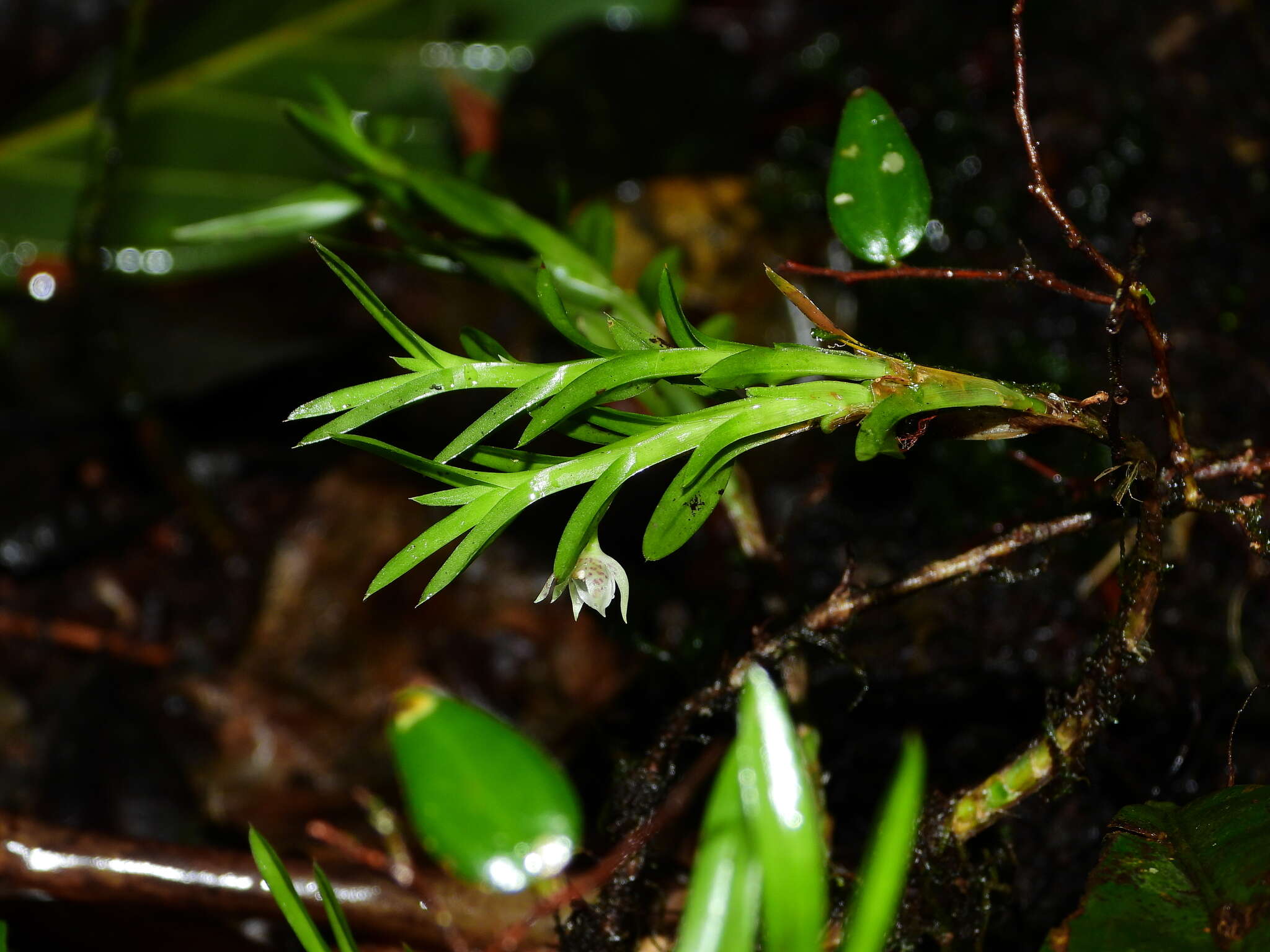 Dichaea venezuelensis Carnevali & I. Ramírez的圖片