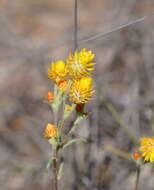 Image of Waitzia acuminata Steetz