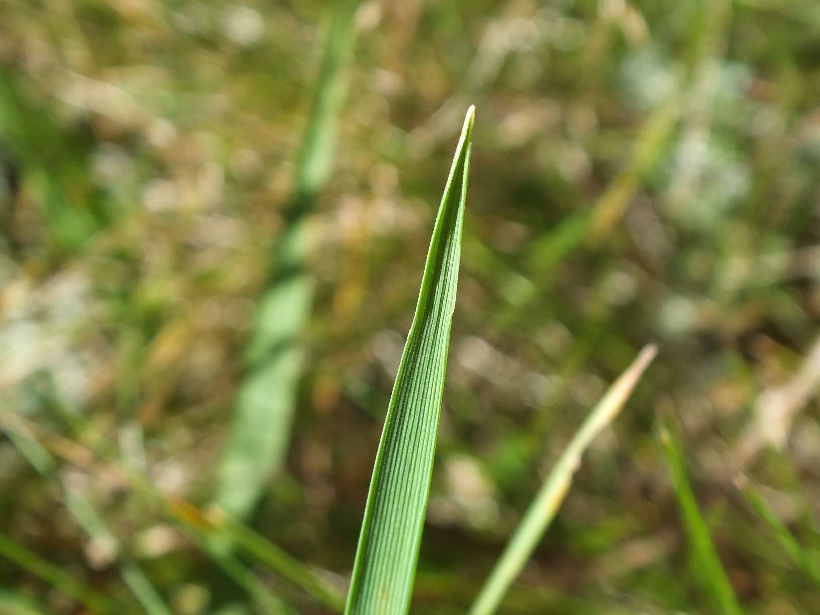 Sivun Lachnagrostis pilosa subsp. pilosa kuva