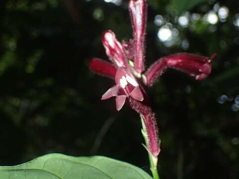 Whitfieldia laurentii (Lindau) C. B. Cl.的圖片