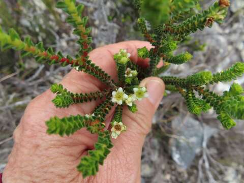 Image of Diosma guthriei Glover