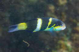 Thalassoma nigrofasciatum Randall 2003 resmi