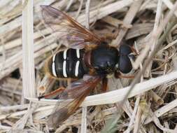 صورة Sericomyia lappona (Linnaeus 1758)