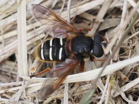 Image of Sericomyia lappona (Linnaeus 1758)