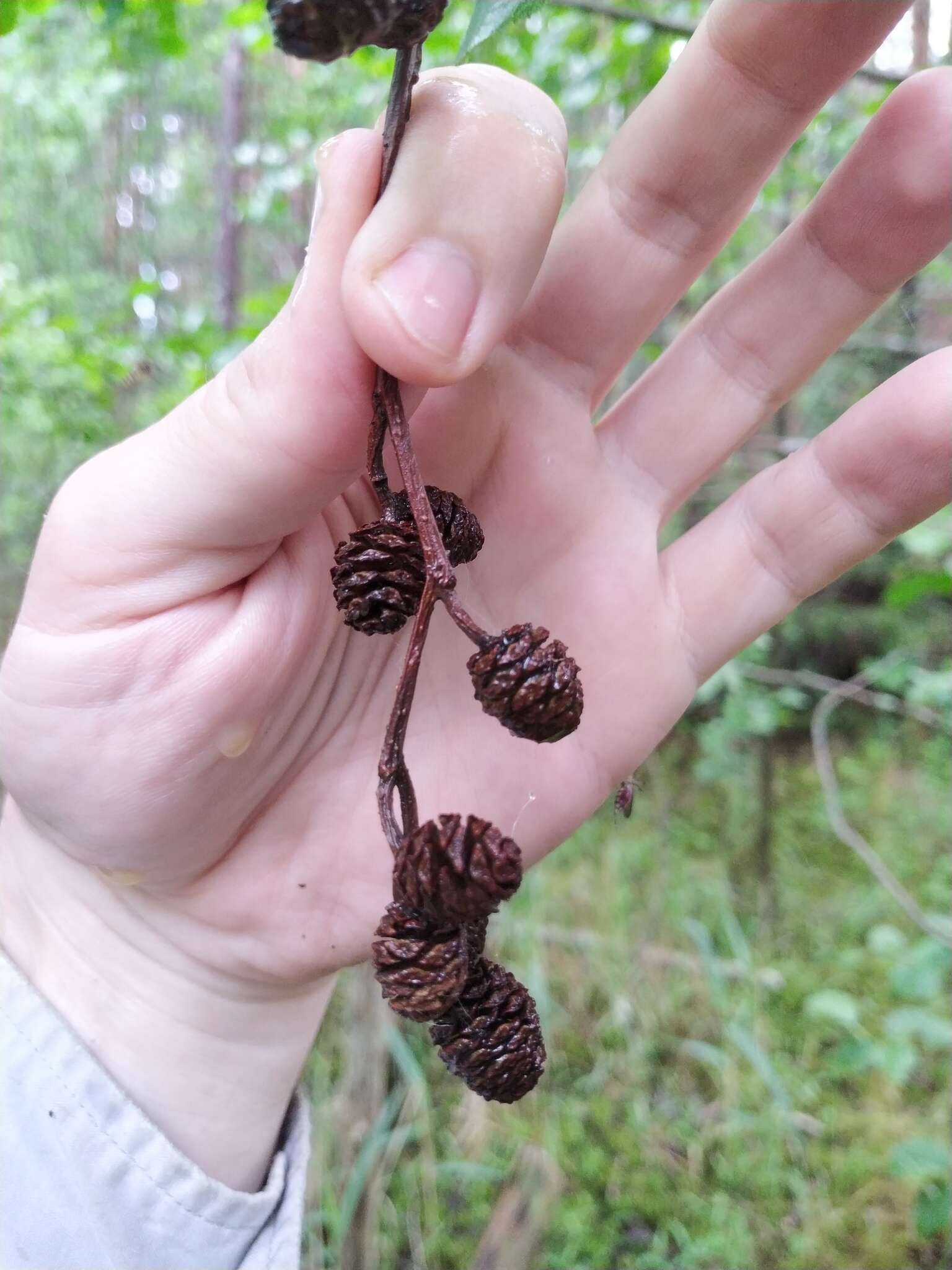 Image of Alnus pubescens Tausch