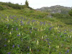 Aquilegia glandulosa Fisch.的圖片