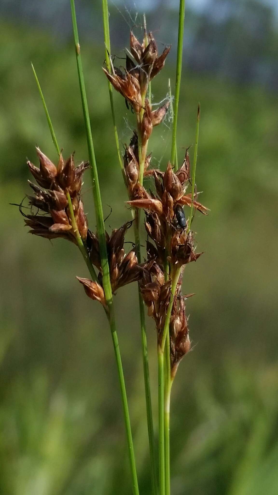 صورة Rhynchospora plumosa Elliott