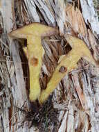 Image of Suillus grevillei (Klotzsch) Singer 1945