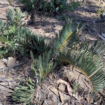 Image of Cycad