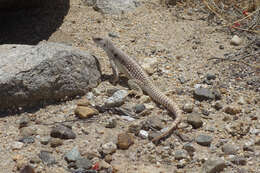 Image of Dipsosaurus dorsalis dorsalis (Baird & Girard 1852)