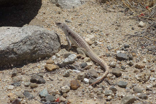 Imagem de Dipsosaurus dorsalis dorsalis (Baird & Girard 1852)