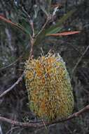 Image of Banksia integrifolia subsp. monticola K. R. Thiele