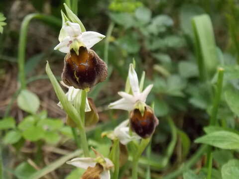 Image of Ophrys argolica subsp. crabronifera (Sebast. & Mauri) Faurh.