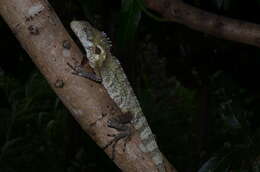 Image of Papua Forest Dragon