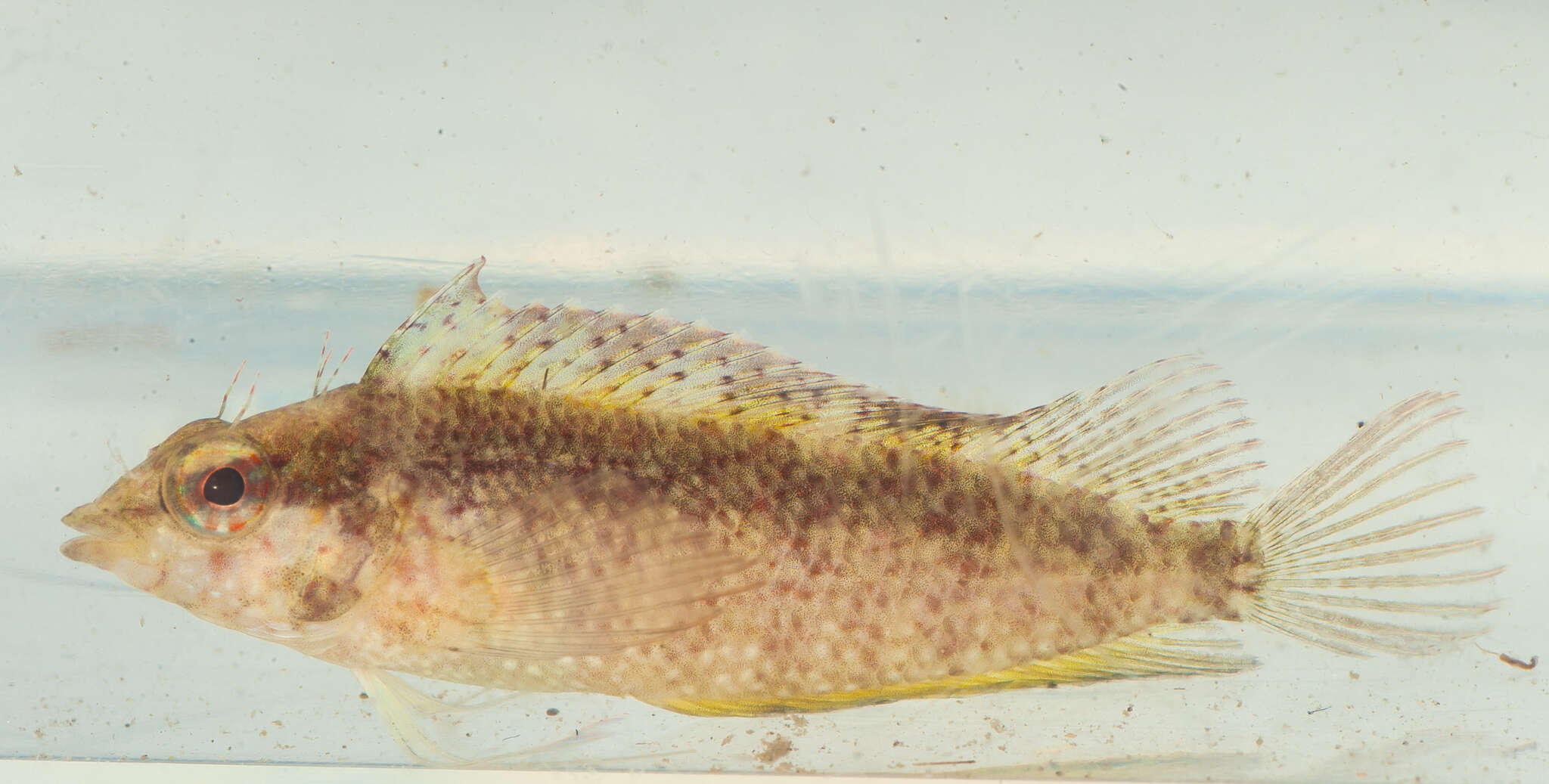 Image of Rosy Blenny