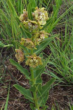 Image de Pachycarpus plicatus N. E. Br.