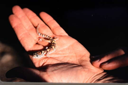 Image of Central American Banded Gecko