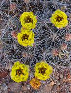 Image of Graham's pricklypear