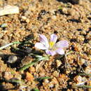 Image of Moraea fenestralis (Goldblatt & E. G. H. Oliv.) Goldblatt