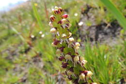 Image of Disa obtusa subsp. picta (Sond.) H. P. Linder