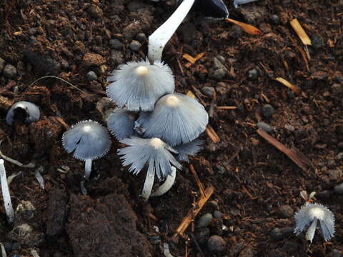 Слика од Coprinopsis cinerea (Schaeff.) Redhead, Vilgalys & Moncalvo 2001