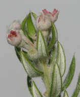 Image of Phylica pinea Thunb.