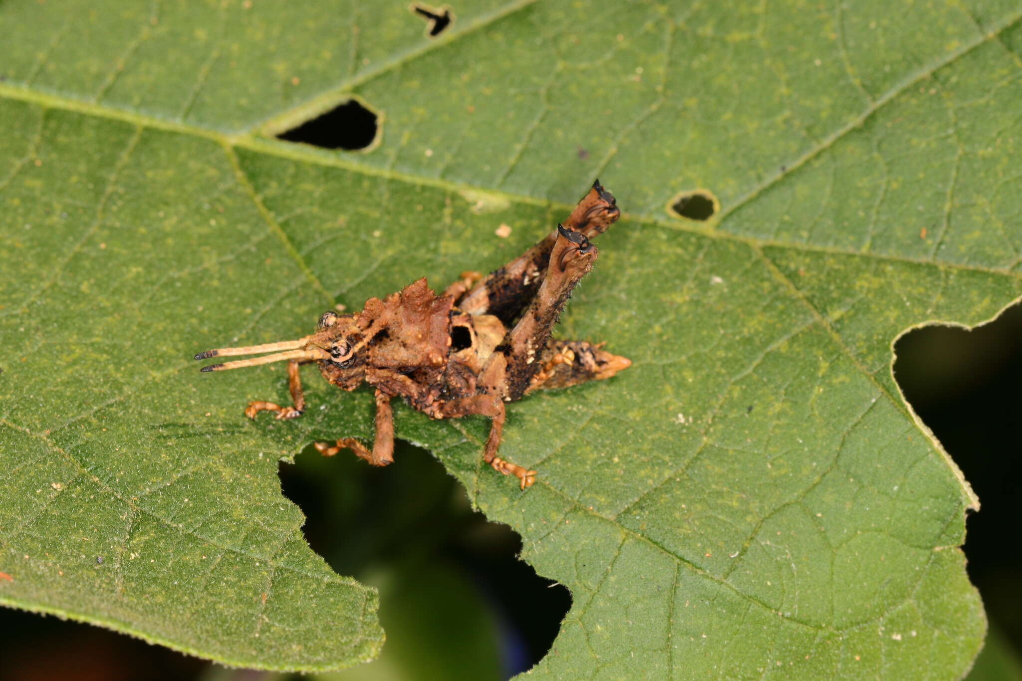 Image of Pycnosarcus atavus (Saussure 1859)