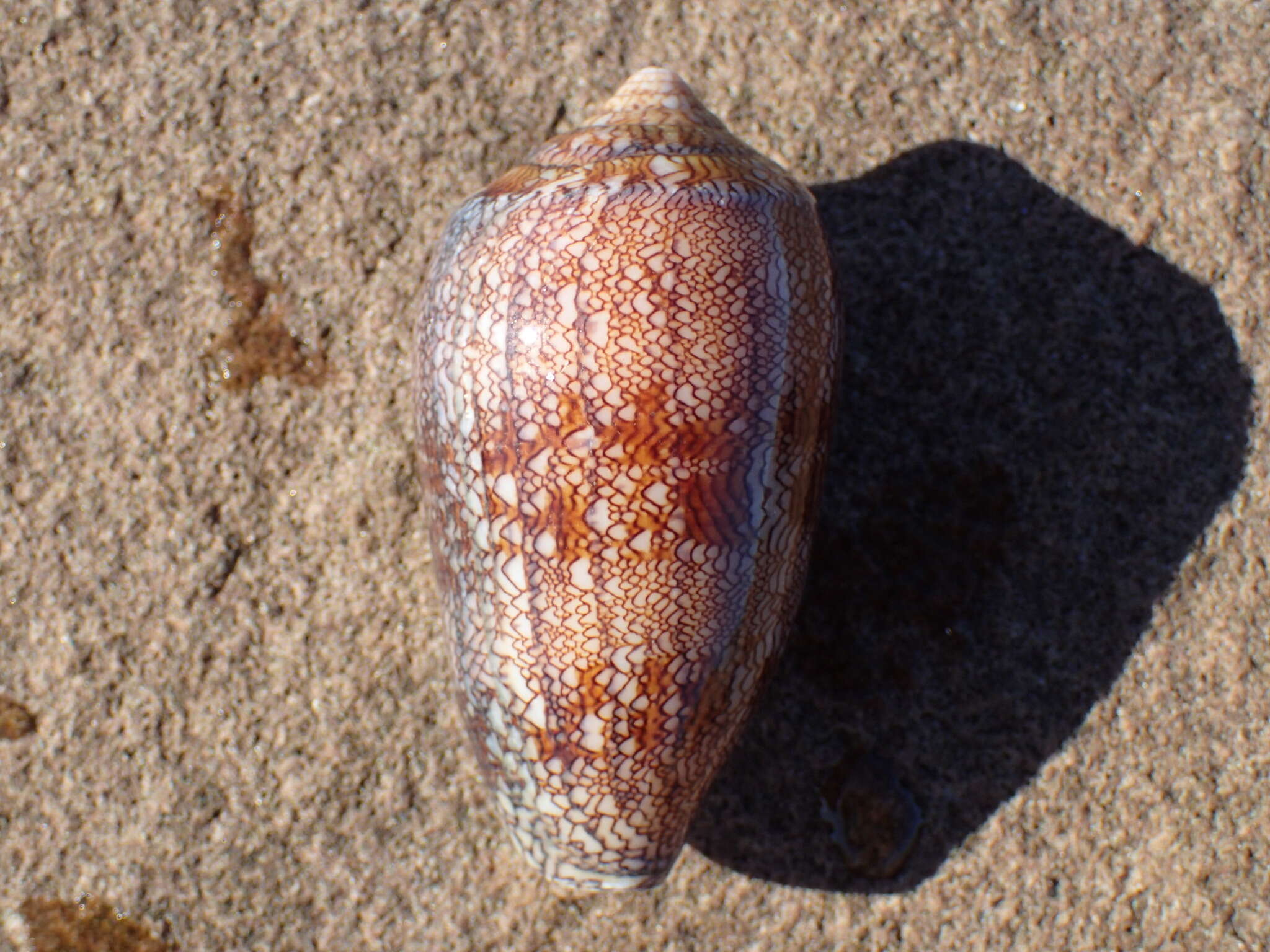 Image of Conus archiepiscopus Hwass ex Bruguière 1792