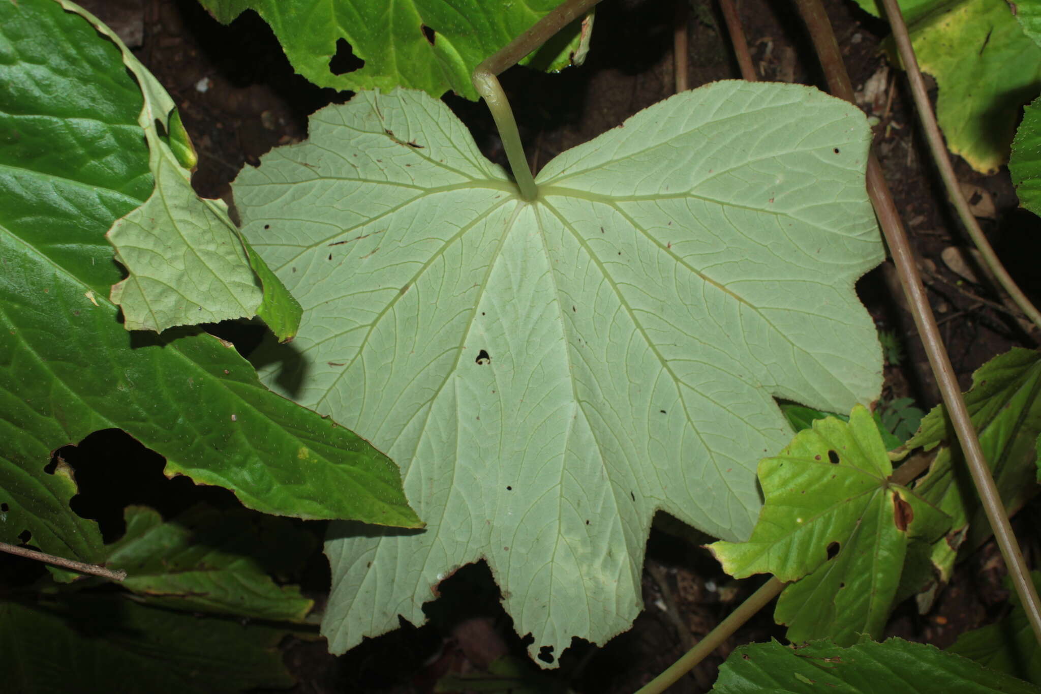 Image of Begonia hydrophylloides L. B. Sm. & B. G. Schub.