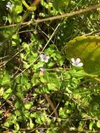 Image of disk waterhyssop