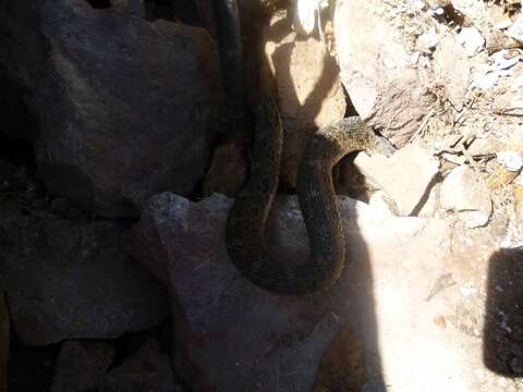 Image of Querétaro dusky rattlesnake