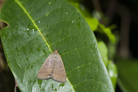 Image of Simplicia xanthoma Prout 1928