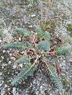 Image of myrtle spurge