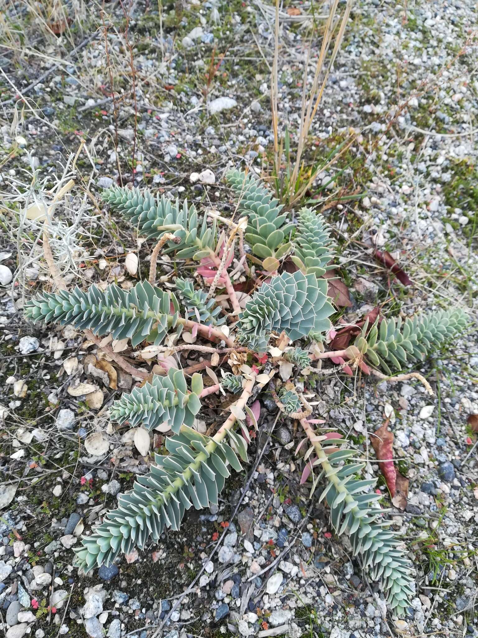 Image of myrtle spurge