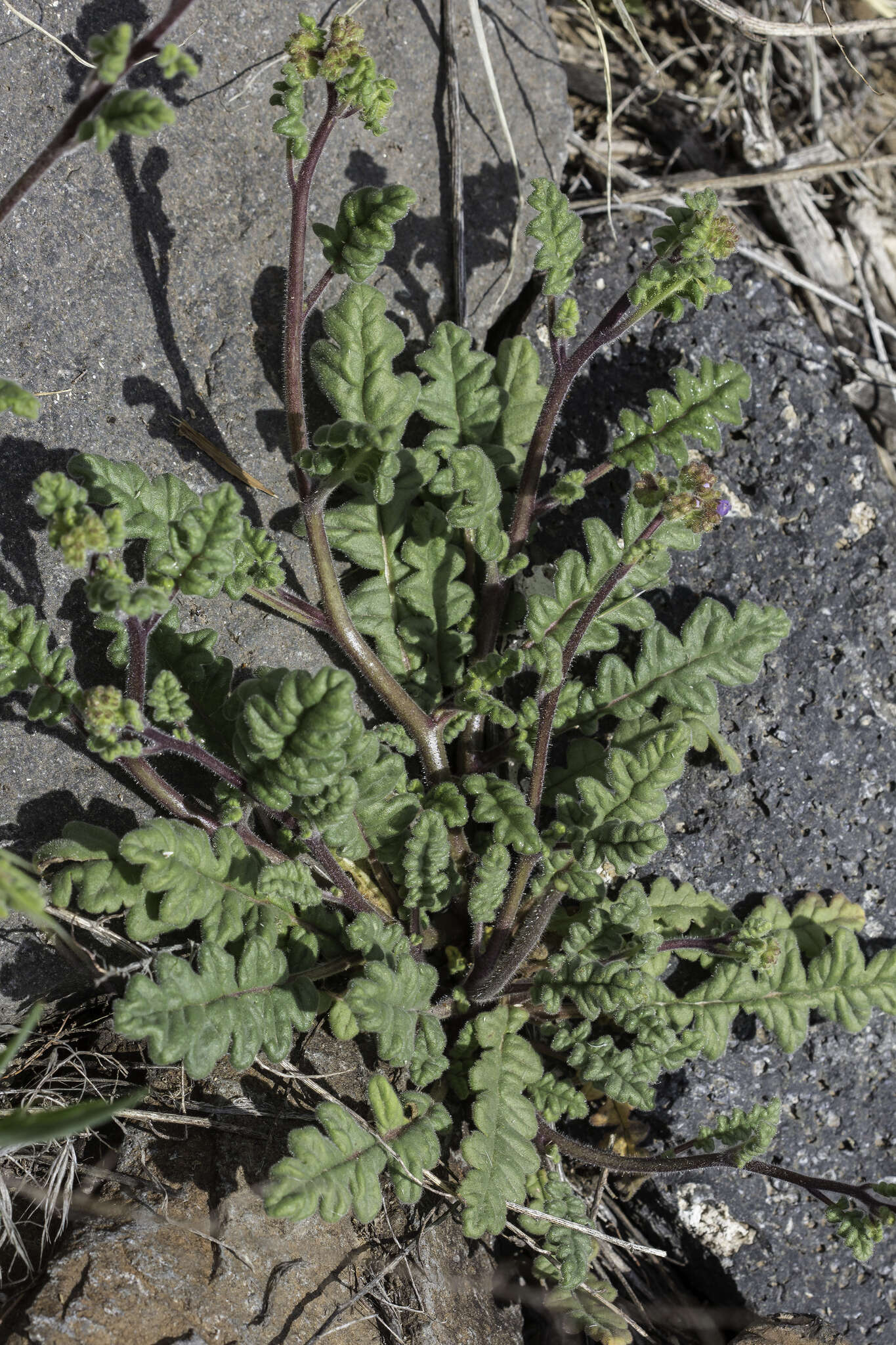 Image of Phacelia caerulea