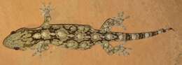 Image of Wahlberg's Velvet Gecko