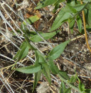 Image de Haplophyton crooksii (L. D. Benson) L. D. Benson