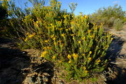 Imagem de Oedera sedifolia (DC.) A. A. Anderberg & K. Bremer