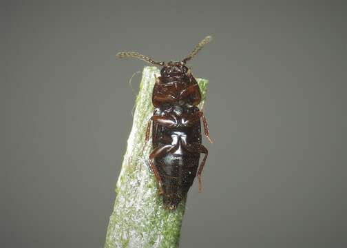 Image of Tachinus (Tachinus) corticinus Gravenhorst 1802