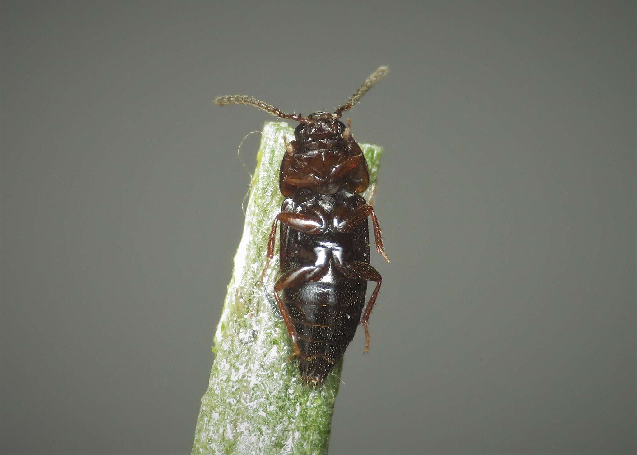 Imagem de Tachinus (Tachinus) corticinus Gravenhorst 1802