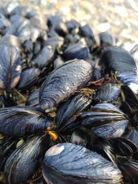 Image of Chilean blue mussel